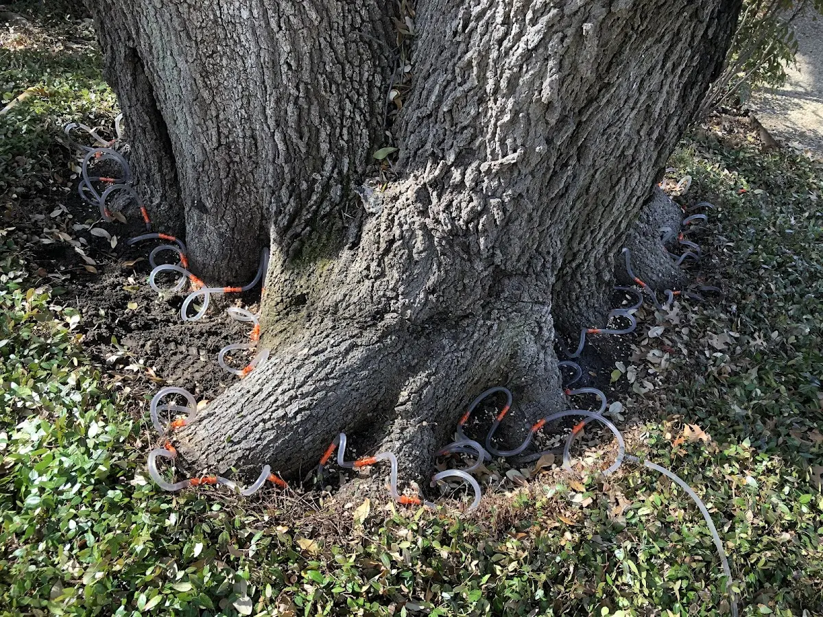 Detailed Tree Cabling and Bracing job site in Sabinsville